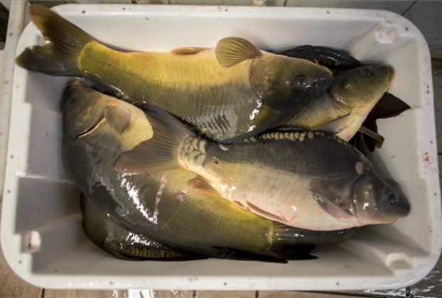 Ponty halárak karácsony