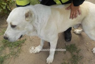 Kutyát mentettek a debreceni tűzoltók