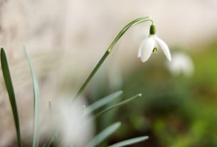 Szeged, tavasz, időjárás, február, természet, virágok, fák, bokrok, hóvirág, ibolya, aranyeső