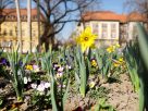 Szeged, tavasz, időjárás, február, természet, virágok, fák, bokrok, hóvirág, ibolya, aranyeső